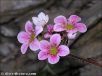 Saxifraga nevadensis