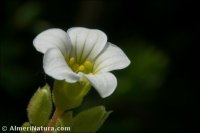 Saxifraga x cuatrecasii