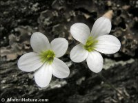 Saxifraga x sorianoi