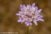 Scabiosa atropurpurea