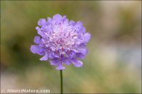 Scabiosa turolensis