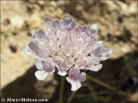 Scabiosa turolensis