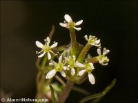 Scandix australis
ssp microcarpa