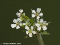 Scandix stellata