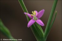 Schenkia spicata