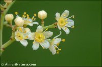 Schinus molle