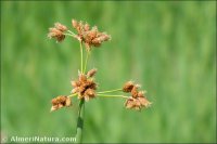 Schoenoplectus lacustris
subsp. glaucus