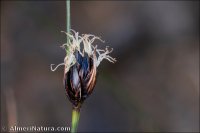Schoenus nigricans