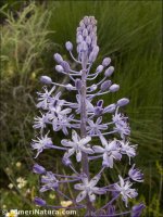 Scilla hyacinthoides