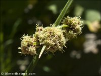 Scirpoides holoschoenus