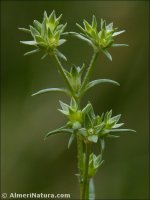 Scleranthus annuus