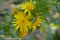 Scolymus hispanicus