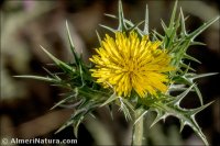 Scolymus maculatus