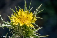 Scolymus x castaneus