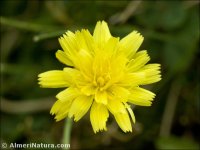 Scorzoneroides carpetana
subsp. nevadensis