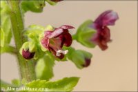 Scrophularia arguta