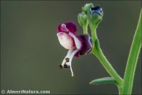 Scrophularia frutescens