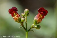 Scrophularia lyrata