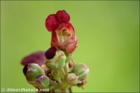 Scrophularia lyrata