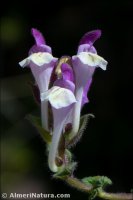 Scutellaria alpina