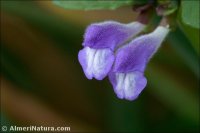 Scutellaria galericulata