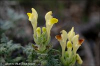 Scutellaria orientalis subsp. hispanica