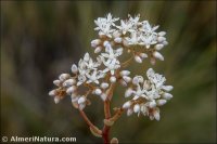 Sedum album