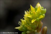 Sedum annuum