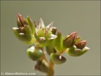 Sedum caespitosum