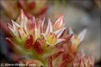 Sedum caespitosum