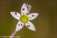 Sedum dasyphyllum
subsp. glanduliferum