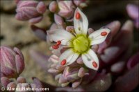 Sedum dasyphyllum