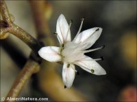 Sedum gypsicola