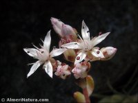 Sedum melanantherum