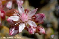 Sedum melanantherum