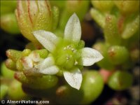 Sedum nevadense