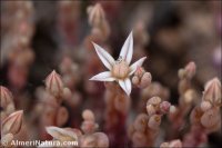 Sedum rubens
