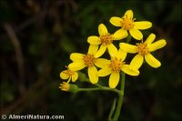 Senecio angulatus