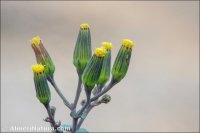 Senecio flavus