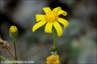 Senecio gallicus