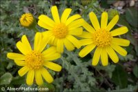 Senecio glaucus
