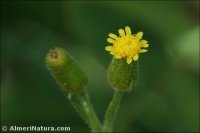 Senecio lividus