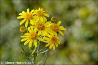 Senecio malacitanus