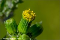 Senecio vulgaris