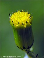 Senecio vulgaris
