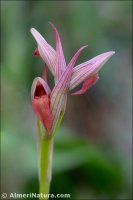 Serapias parviflora