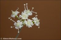 Seseli intricatum