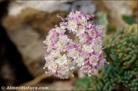Seseli montanum subsp. granatense
