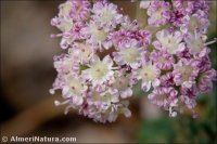 Seseli montanum subsp. granatense