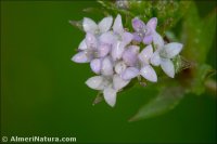 Sherardia arvensis